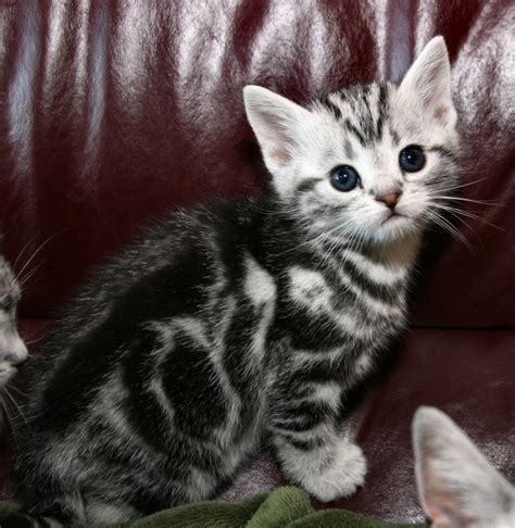 American Shorthair classic silver tabby kitten 2009 - Silver Shorthairs