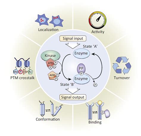 Phosphorylation Analysis by Mass Spectrometry - Creative Proteomics Blog