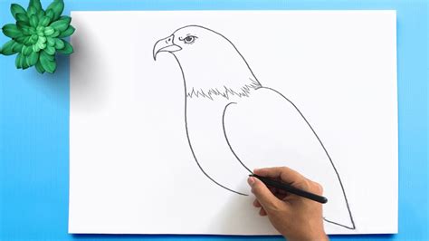 How To Draw Eagles Step By - Religionisland Doralutz