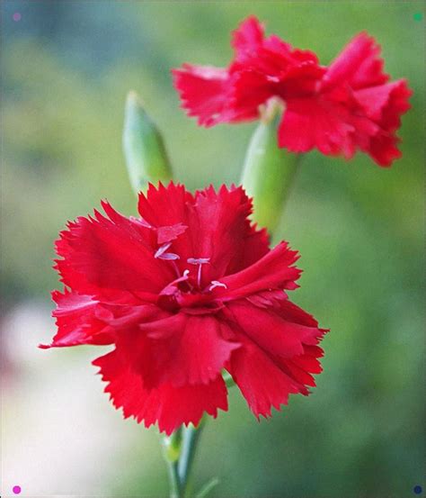 Red Carnations By On Deviantart | Red carnations, Carnations, Flowers