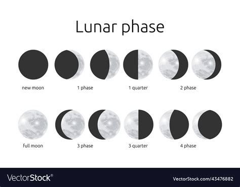 Half and circle moon phases astrology calendar Vector Image