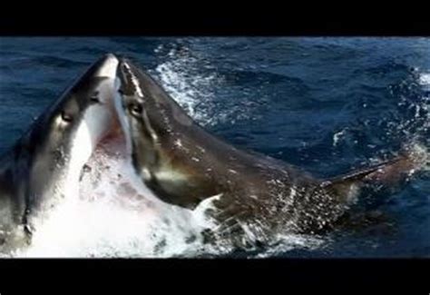 BLOODY Shark Attack Caught On Camera - Ouch Video | eBaum's World