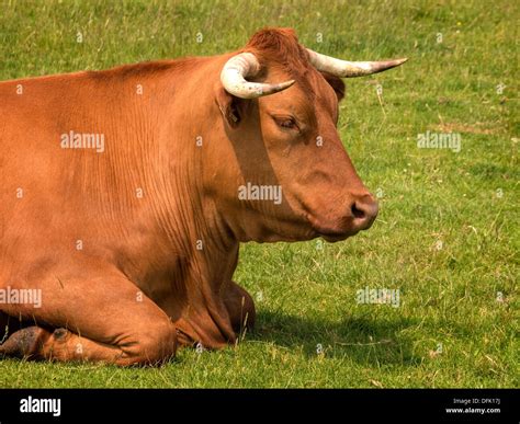 Head and shoulders of brown bull with horns lying down in green Stock ...