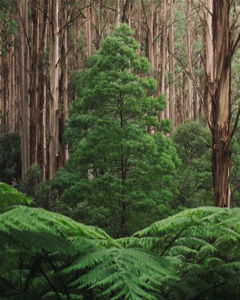 The Lush Native Forest of the Yarra Ranges : r/australia