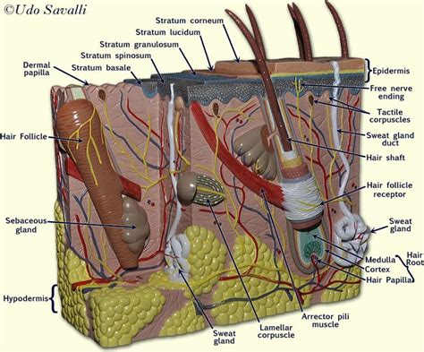 Pin on Integumentary system