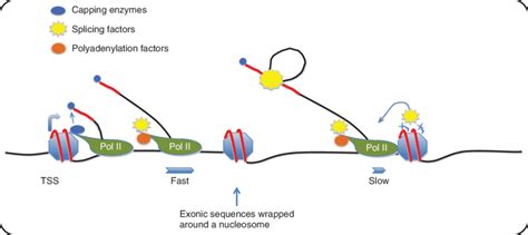 Coupling of RNA polymerase II transcription and RNA processing in... | Download Scientific Diagram