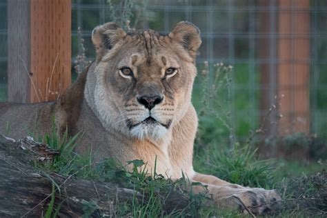 WildCat Ridge Sanctuary - Accredited Big Cat Sanctuary in Oregon