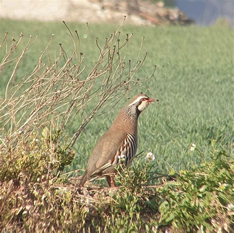 Red-legged partridge driven hunts - The Iberian Hunting Experience