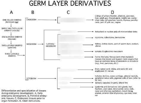 Germ Layers and Derivatives Diagram | Quizlet