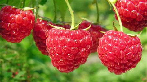 What's in Season? Raspberries - Canadian Food Focus