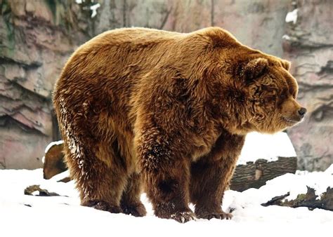 Actualizar 95+ images oso polar vs oso kodiak - Viaterra.mx