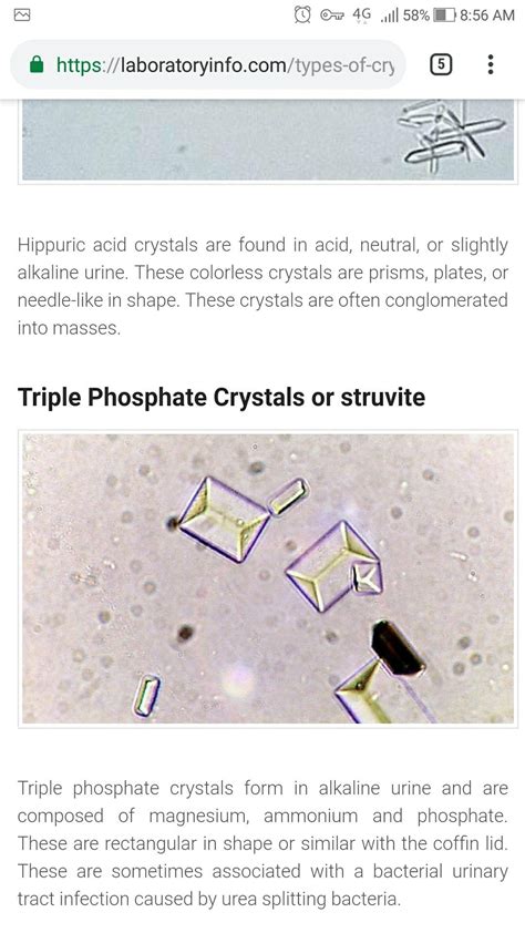 Triple phosphate Microbiology Lab, Human Body Systems, Medical Laboratory, Veterinary Medicine ...