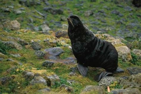 Northern Fur Seal Information and Picture | Sea Animals