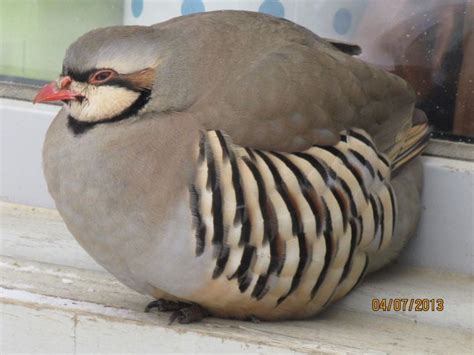 Non-native chukar partridge spotted outside Ester home | Local News | newsminer.com