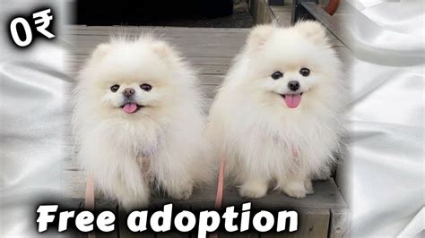 Free Pomeranian puppy | Pomeranian for free adoption (Best Quality ...