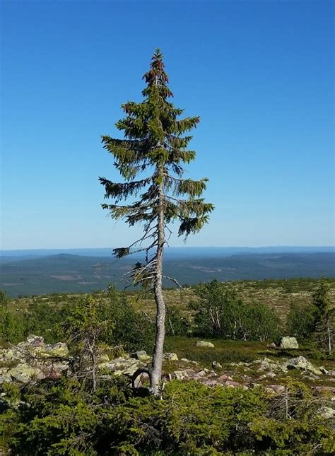 9 Oldest Living Plants in the World | Oldest.org