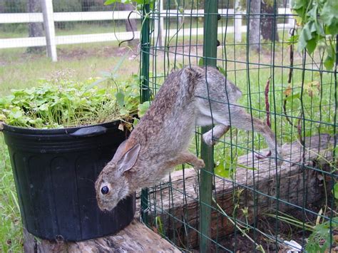 10 Fantastic Garden Fence Ideas To Keep Deer Out 2024