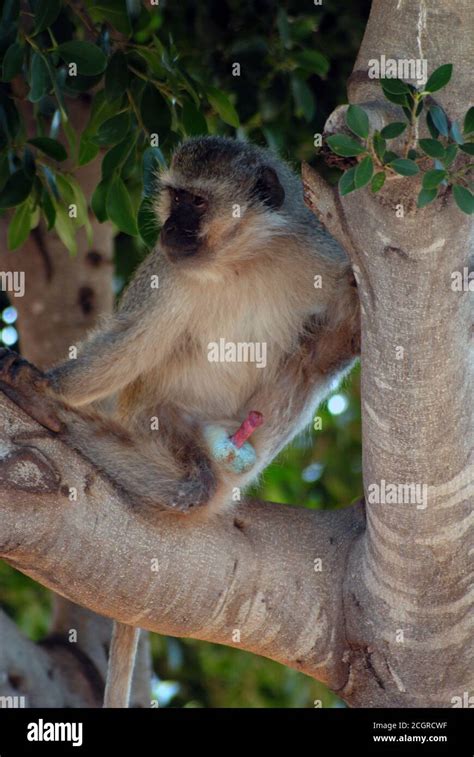 Monkey mating hi-res stock photography and images - Alamy