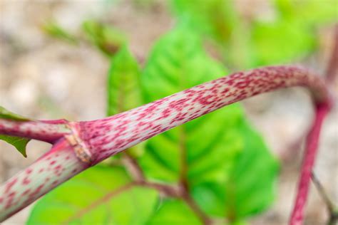 JAPANESE KNOTWEED IDENTIFICATION