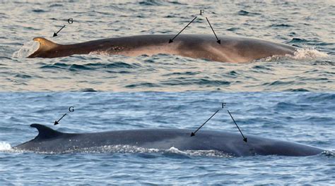 World’s most mysterious whale observed for first time (PHOTOS, VIDEO) — RT News