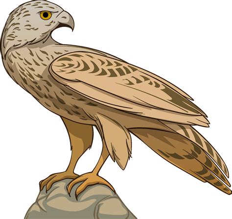 Hawk Clipart Png Images