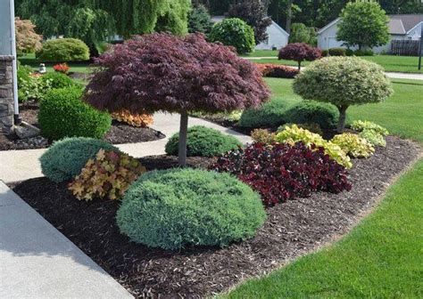 Playful Evergreen Shrubs For Simple Yard Landscaping Ideas - Best Front Yard Lands… | Front yard ...