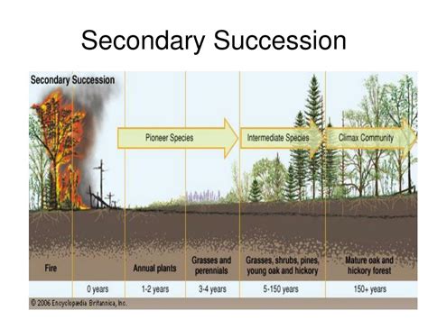 Primary And Secondary Succession Powerpoint