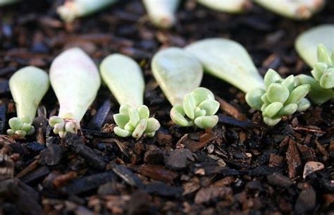 Propagating Succulents from Leaves | The Succulent Eclectic