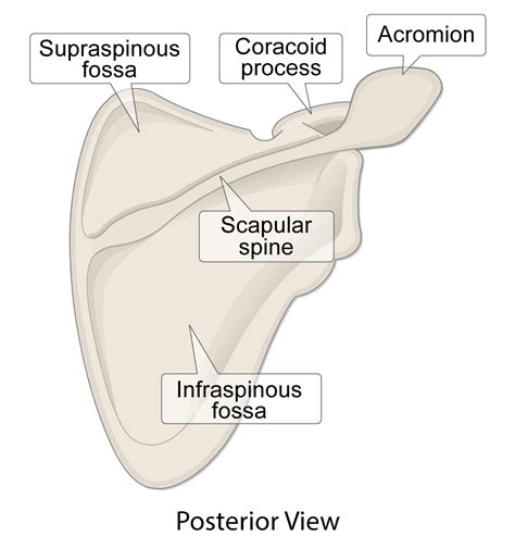 Spine Of Scapula