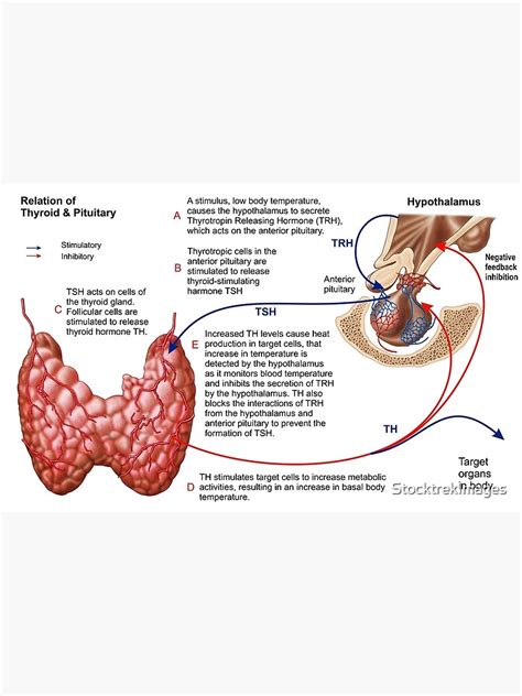 "Relation of thyroid and pituitary gland." Canvas Print for Sale by ...