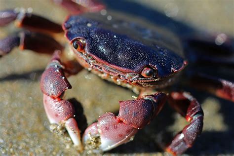 Do You Know These Holiday Crabs? – Updates from the U.S. Fish and Wildlife Service – Medium