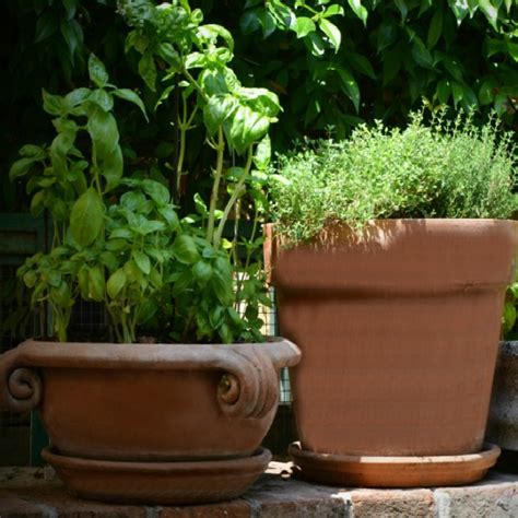 Cleaning Clay Pots - How to Clean Terracotta Pots and Planters