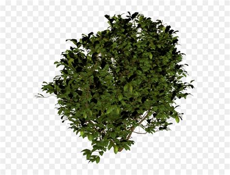 Bush - Transparent Background Shrub Png, Png Download - 600x584(#537552) - PngFind