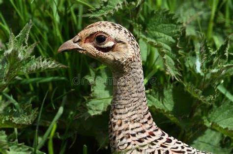 Common Pheasant female stock photo. Image of head, showing - 110687476