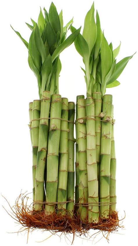 Live Lucky Bamboo Bundle of 20 Stalks - 6 Inch Stalks - Live Indoor ...