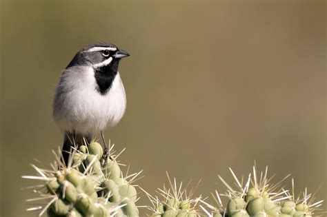 Desert Birds