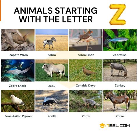 Animals that Start with Z: Interesting Names of 14 Animals Starting ...