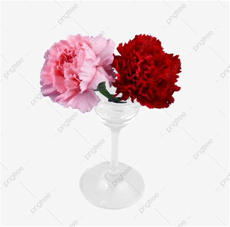 Two Carnation Flowers, Carnation, Flowers, Decorative Flower PNG ...