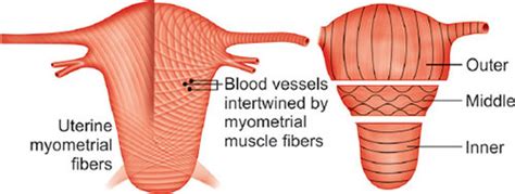 Myometrium Layers