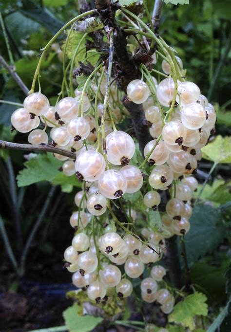 Food History Jottings: White Currants and Elderflowers