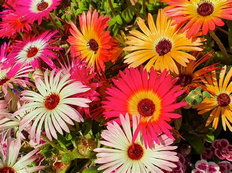 Delosperma Flowers Free Stock Photo - Public Domain Pictures