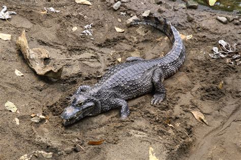 File:Caiman yacare BM.jpg - Wikimedia Commons