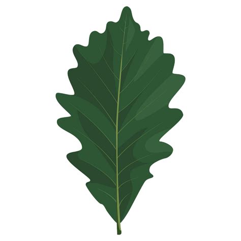 Swamp white oak summer leaf clipart. Free download transparent .PNG | Creazilla