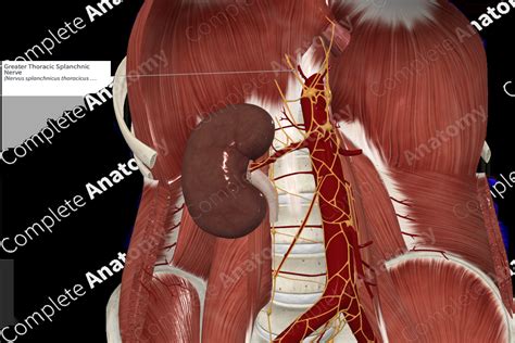 Greater Thoracic Splanchnic Nerve | Complete Anatomy