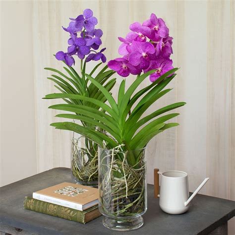 Vanda Orchids | White Flower Farm