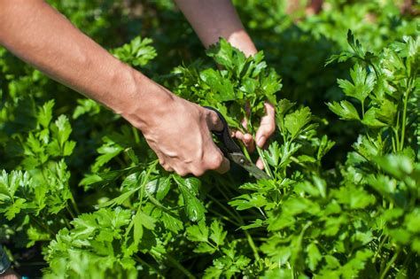 Parsley care: how to water & fertilise - Plantura