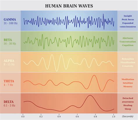 What Are Brainwaves And How Can You Alter Them? | St Louis Neurotherapy ...