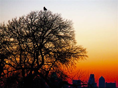 Great Horned Owl – Silhouette – DFW Urban Wildlife