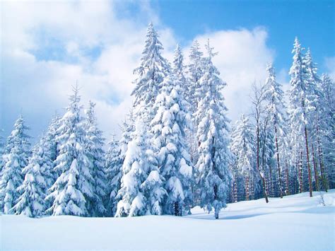 Download Snow Pine Tree Nature Winter Image