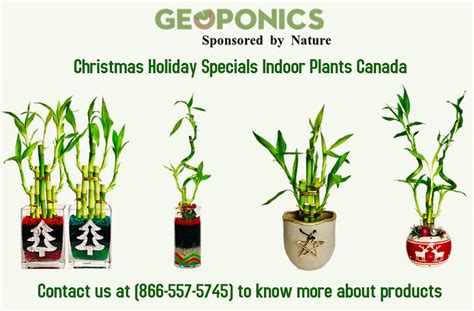 Christmas Holiday Specials Indoor Plants - Geoponics | Flickr